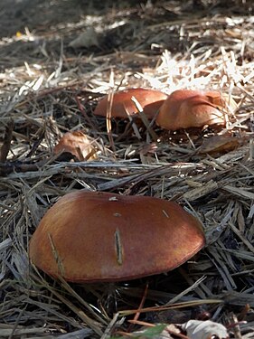 Suillus sp.