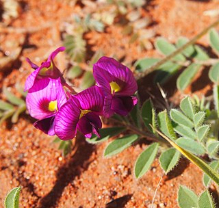 <i>Swainsona burkei</i> Species of plant endemic to Australia