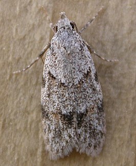 Symmoca signatella