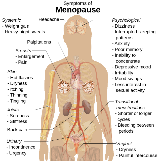 Image of a women's organs showing symptoms of menopause affecting different parts of the body.