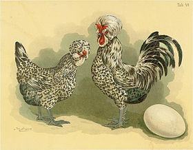 Image illustrative de l’article Poule de Houdan