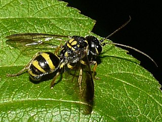 <i>Taeniogonalos gundlachii</i> Species of wasp