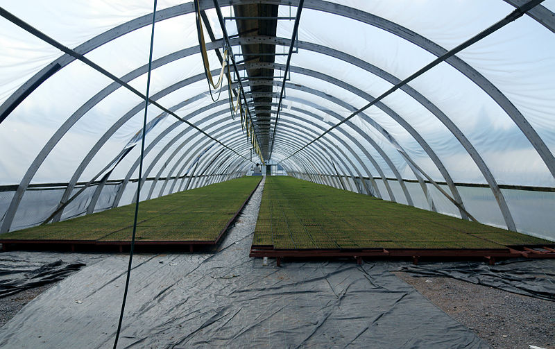 File:Taimi Tapio greenhouse inside.jpg