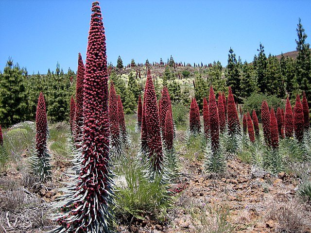 9/08: PN del Teide, La Orotava - TENERIFE, UN CONTINENTE EN MINIATURA (3)