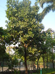 Terminalia belerica Bhopal.JPG