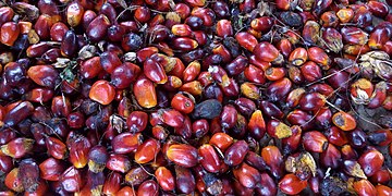 Texture de graines de palmier à huile a la ferme écotouristique Jacqueville de Tori Cada au Bénin 01.jpg