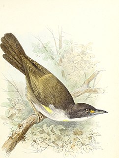 <i>Calyptophilus</i> Genus of birds