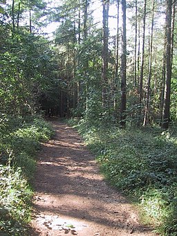 The Cotswold Way through Standish Wood - geograph.org.uk - 986290