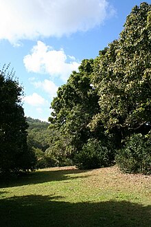 Colliston'daki H2 Hinde Ağacı (Macadamia integrifolia) (2008) .jpg