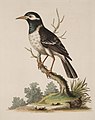 George Edwards: The black and white Indian starling, 1751