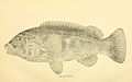 The fishes of the east Atlantic coast (Plate 9) (6801173543).jpg
