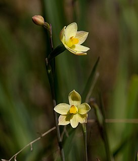 <i>Thelymitra flexuosa</i> Species of orchid