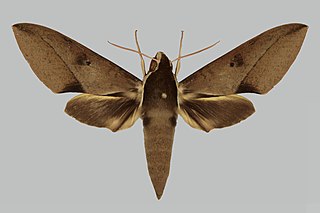 <i>Theretra natashae</i> Species of moth