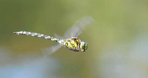 Aeshna cyanea