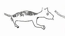 Tracing of cave art from the Kimberley discovered in 2008, which was speculated to represent a drawing of the marsupial lion, but is more likely to be a drawing of a thylacine Thylacoleo carnifex cave art.jpg