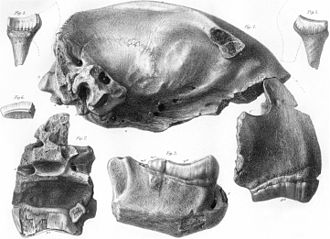 Drawing of T. carnifex skull fragments, 1859 Thylacoskullcope.jpg