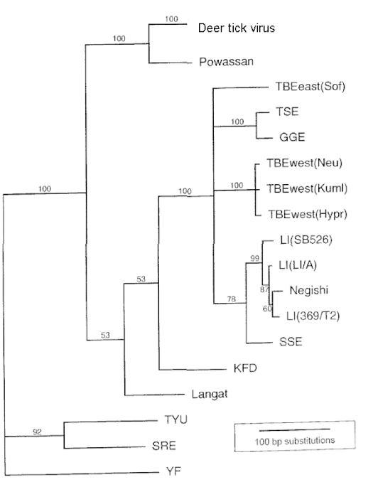 Phylogram indicating the relationship of deer tick virus to other tick-borne encephalitis group viruses. TBE, tick-borne encephalitis; TSE, Turkish sheep encephalitis; GGE, Greek goat encephalitis; LI, louping ill virus; SSE, Spanish sheep encephalitis; KFD, Kyasanur Forest disease virus; TYU, Tyuleniy virus; SRE, Saumarez Reef virus.
Values above branches indicate bootstrapped confidence values. Branch lengths are proportional to percent similarity in sequence. Tick-borne encephalitis phylogram simplified.gif