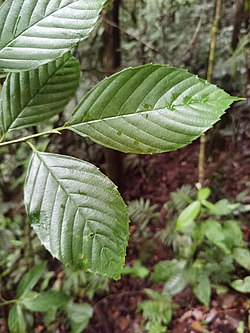 Ticodendron incognitum 213116901.jpg