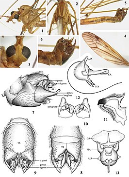 Tipula (Vestiplex) bicalcarata