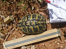 Tortue d'Hermann faisant l'objet d'un sauvetage sur un site en chantier (Les Arcs-sur-Argens, printemps 2010).