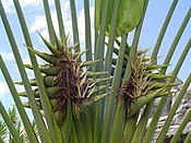 Путешественники-Palm-flower.jpg