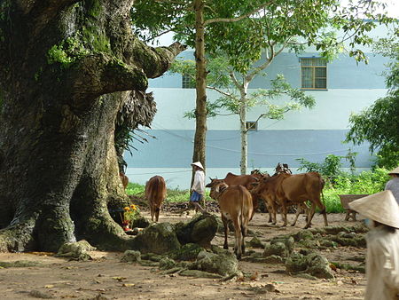 Tập_tin:Tree_Spirit_of_Vietnam.......JPG