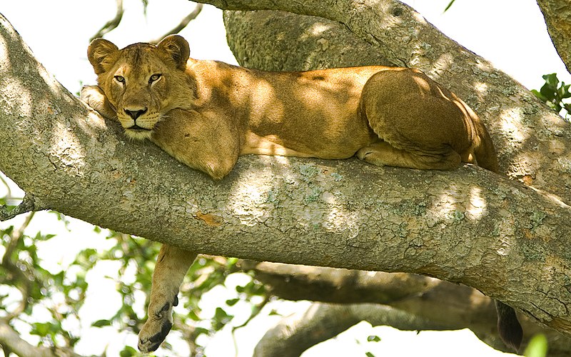 File:Tree lion.jpg