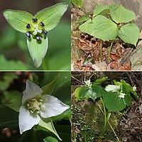 with Trillium smallii