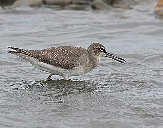 Grey-tailed tattler Species of bird