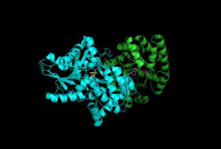 Tryptophan synthase class of enzymes