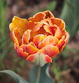 'Orange Princess'