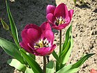 Tulipa gesneriana 13.jpg