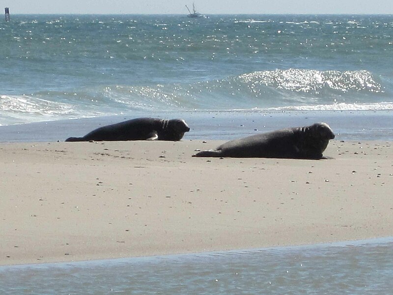 File:Two gray seals on beach halichoerus grypus.jpg