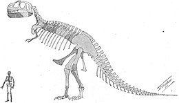Bestudeer Met opzet Minder dan Tyrannosaurus - Wikipedia