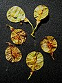 Samarae