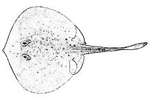 Urotrygon caudispinosus от hildebrand.jpg