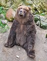 Kodiac Bear (Ursus arctos middendorffi) Kodiakbär