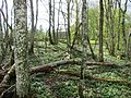 1864 2022-05-07 17:46 Alsumpskogen, Väsmestorps naturreservat, Väsmestorp, Sörby sn, Falköpings kn, Västergötland.