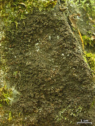 <i>Vahliella</i> Genus of lichens