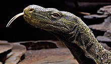 Crocodile monitor (V. salvadorii) Varanus Salvadorii Koln Zoo 31122014 2.jpg