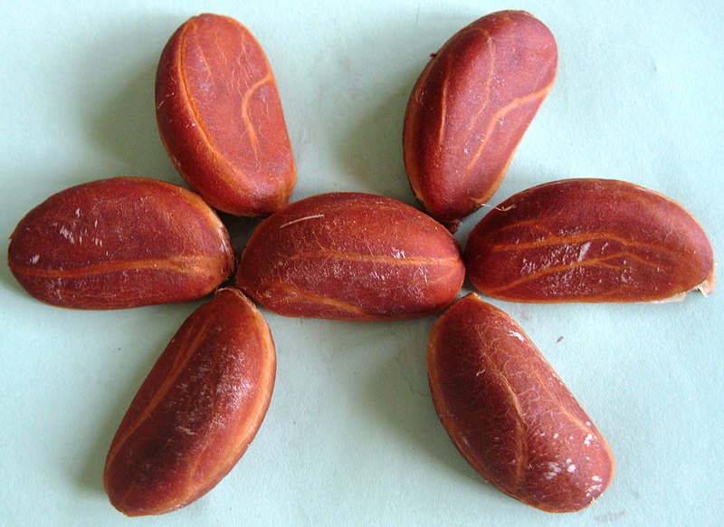 File:Velvet apple (Diospyros discolor) seeds.jpg