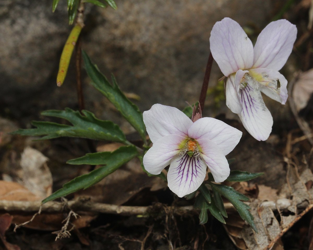 Viola eizanensis - Wikidata