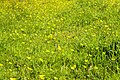 * Nomination: Field with Ranunculus on the De Famberhorst nature reserve. --Famberhorst 05:06, 18 May 2024 (UTC) * * Review needed
