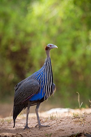 Vulturine Guineafowl