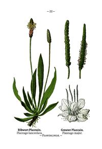 Plate 22 Plantago lanceolata Plantago major