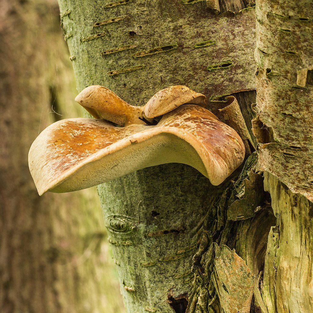 Waaierbuisjeszwam (Polyporus varius) op een dode lijsterbes (Sorbus). Locatie. Natuurterrein De Famberhorst. 08-07-2019. (d.j.b). 03-05.jpg