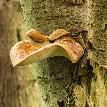 Polyporus varius no tronco de uma sorveira (Sorbus) morta. Reserva natural de Famberhorst, De Fryske Marren, Frísia, Países Baixos (definição 3 456 × 3 456)
