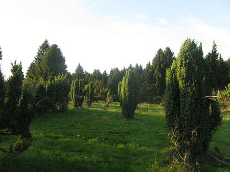 Wacholderheide Westernohe