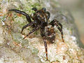 Pseudeuophrys lanigera female