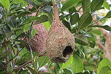 Weaver Nest.jpg